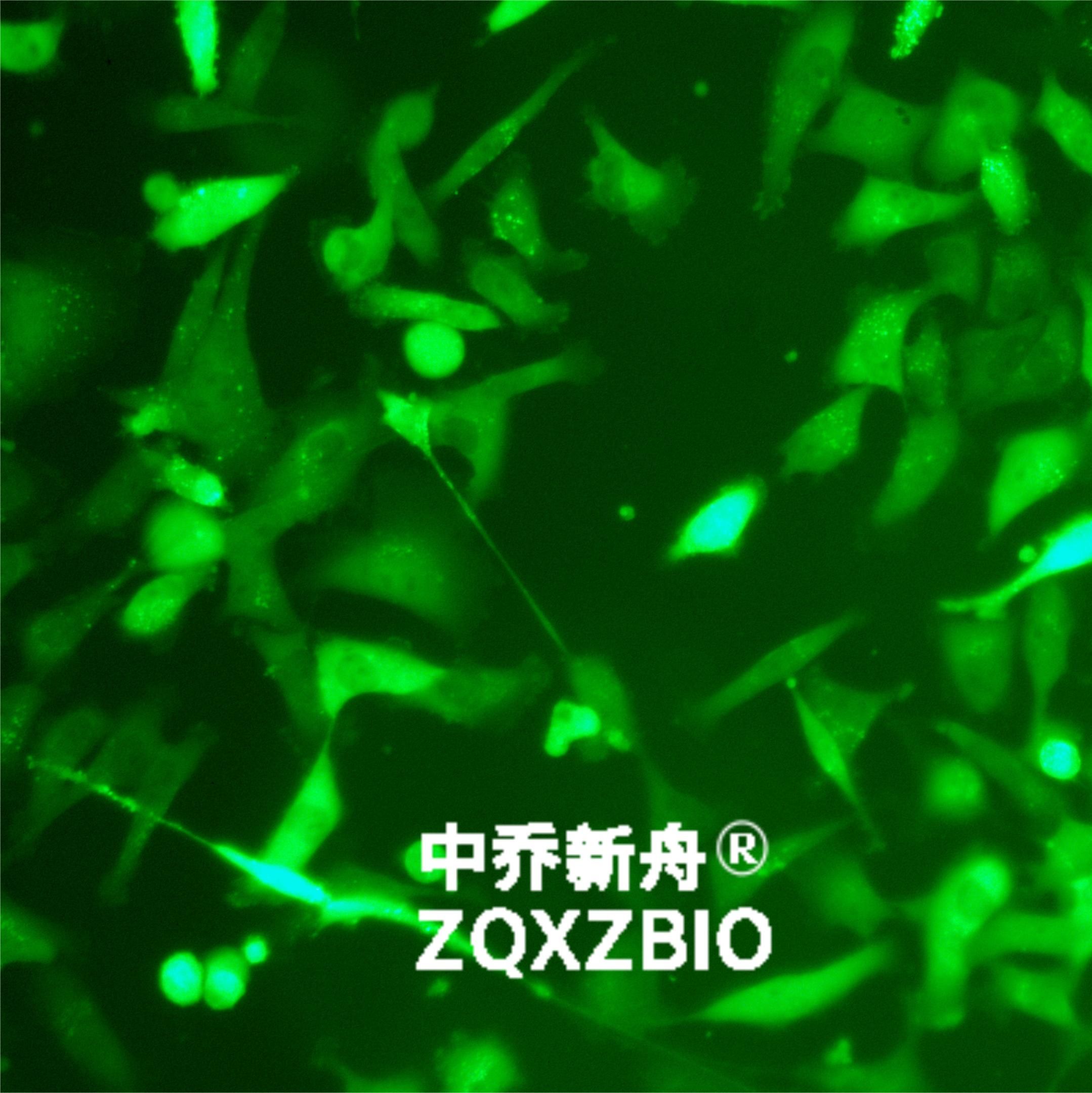 (一分钟秒懂)MDaemon(2025.10.12.00.34.01+排名一览)