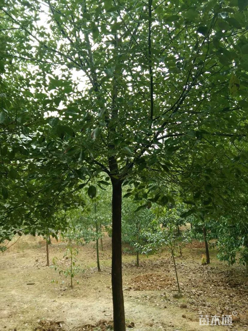 (2025权威正规)苗木通app(10分钟响应)