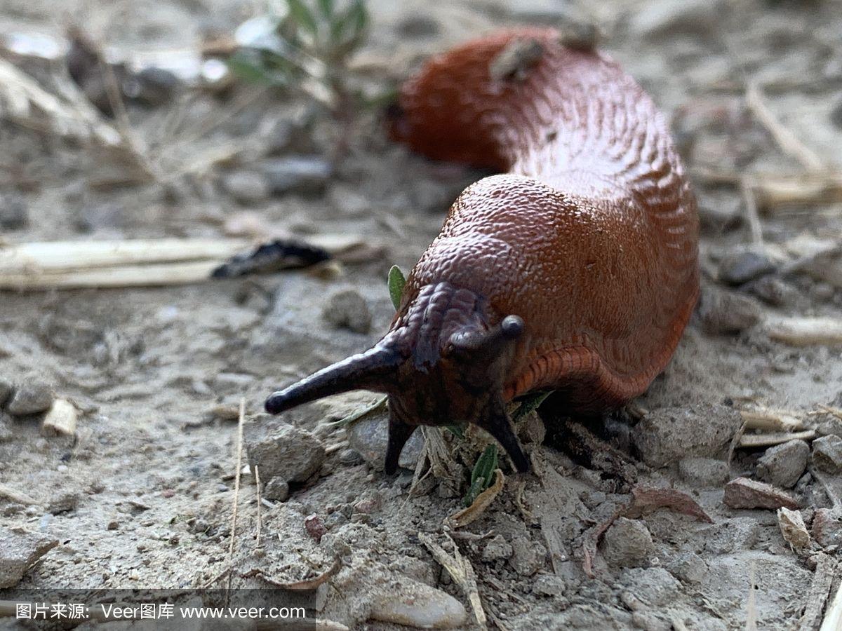 (6分简说一下)红蜗牛-今日发布