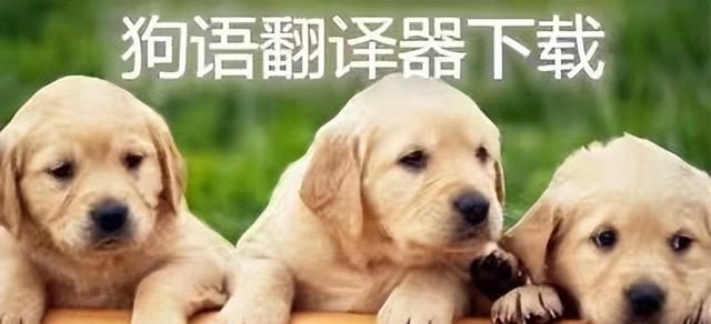 (经验发现)动物语言转换器-今日排名一览