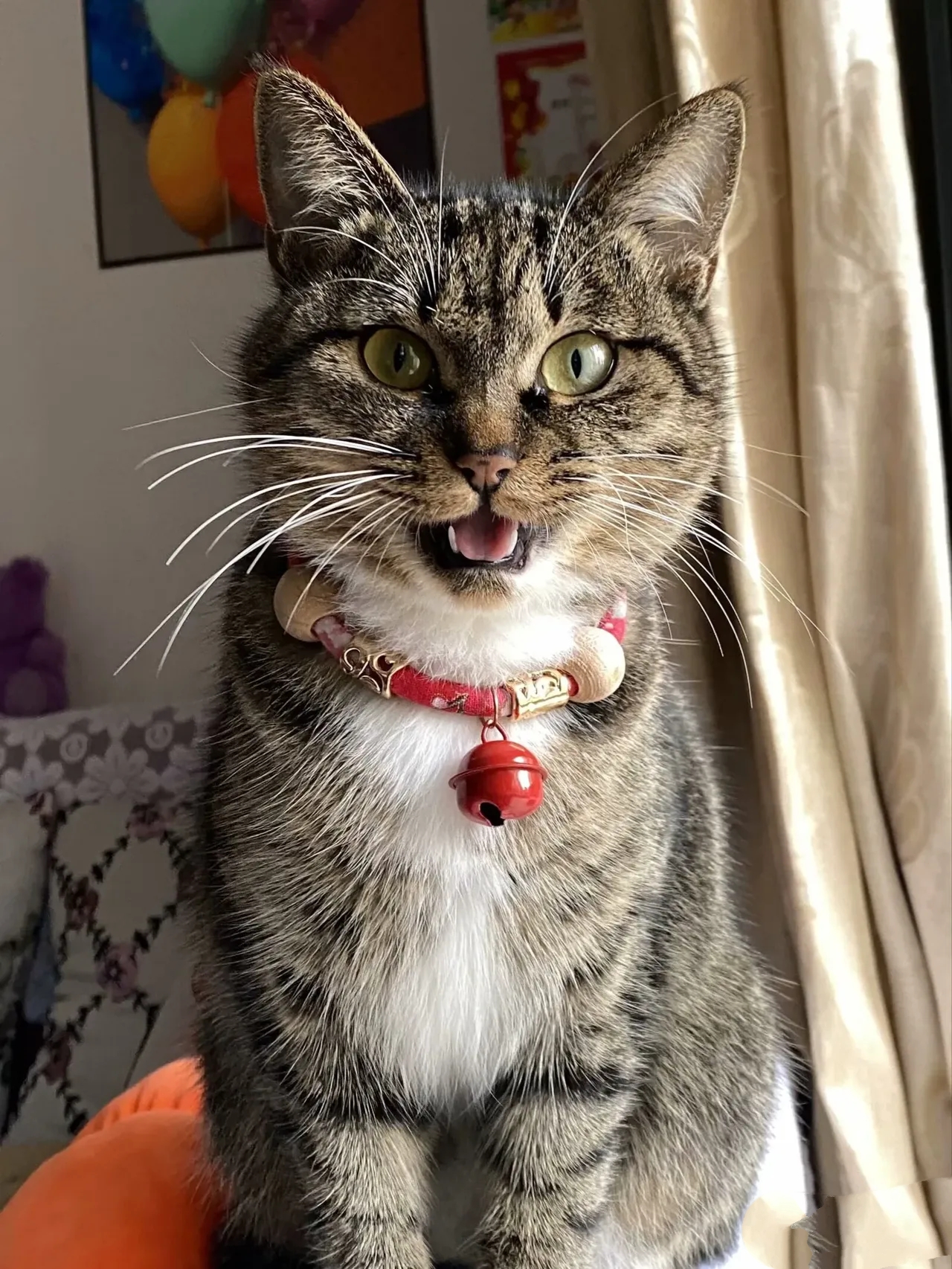 土猫网-百度百科