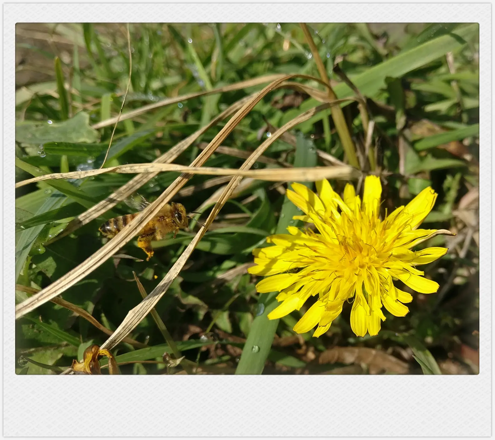 🍇蒲公英客户端官方版下载-蒲公英客户端官方版下载