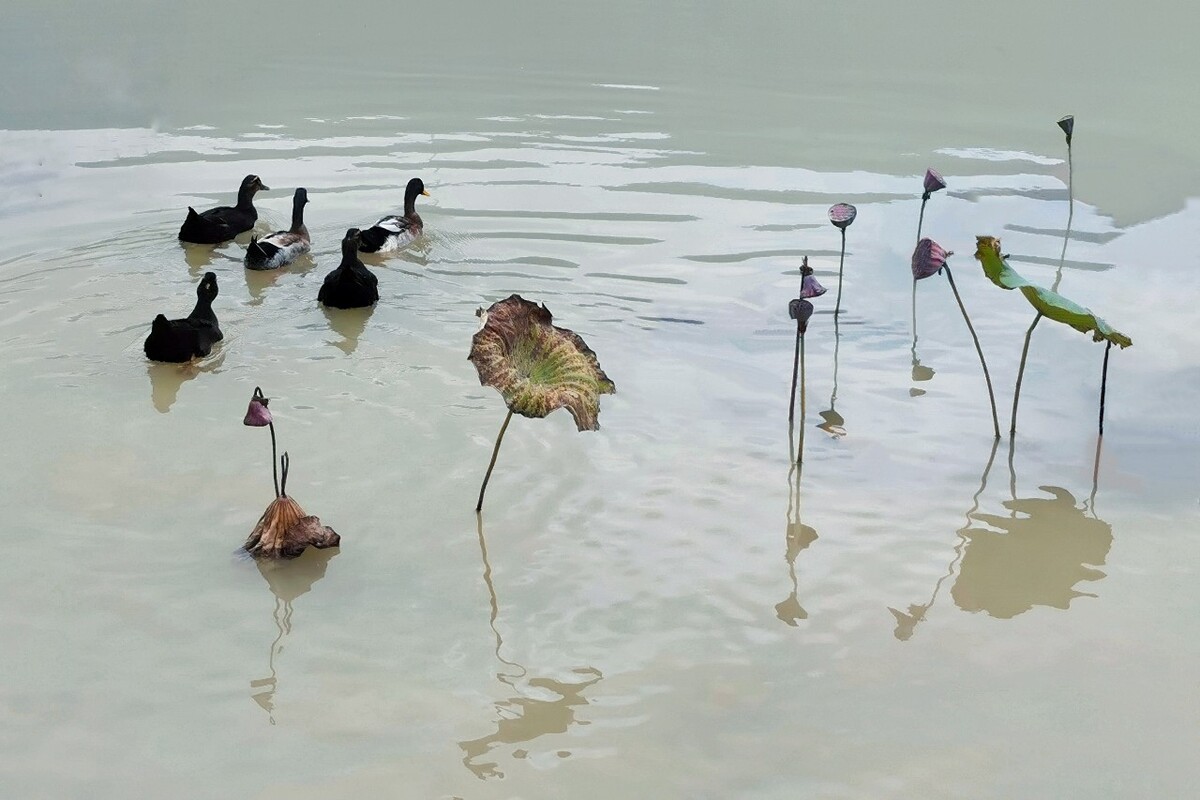 知识前沿!游鸭(2025汇总)