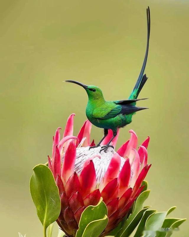 (5秒快速了解)灵动鸟-全面剖析