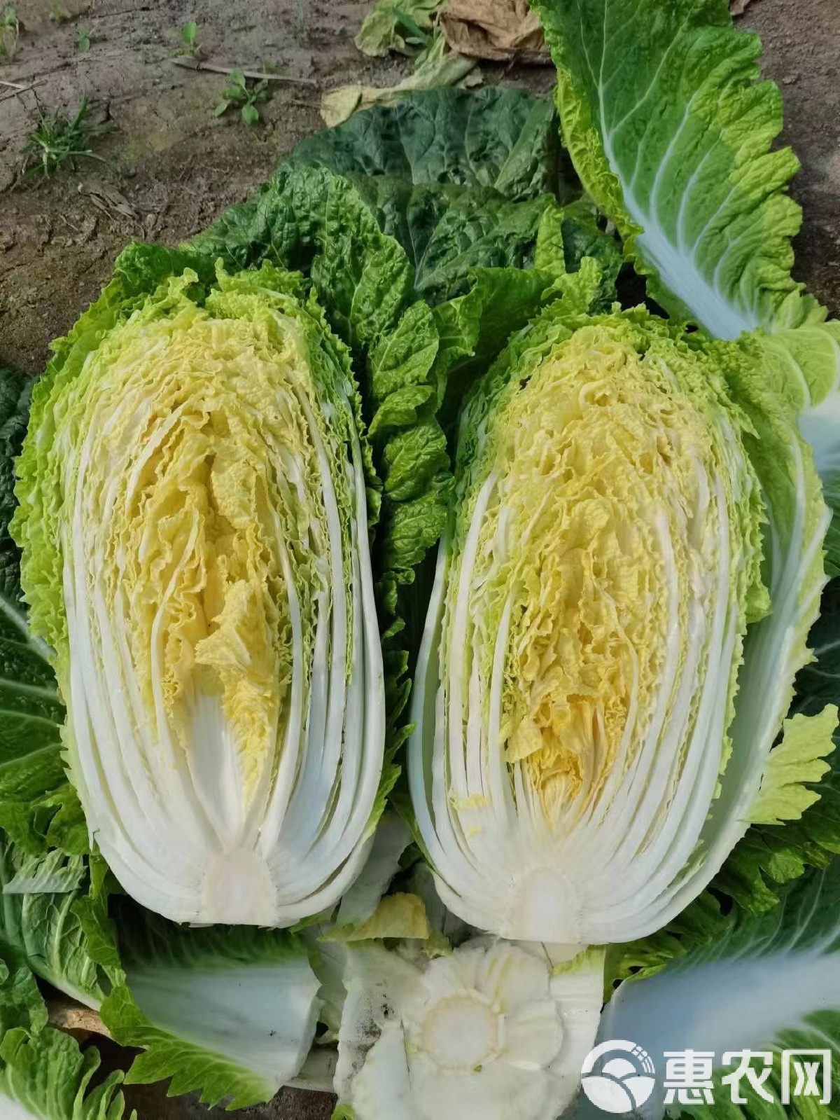 素材下载 第147页