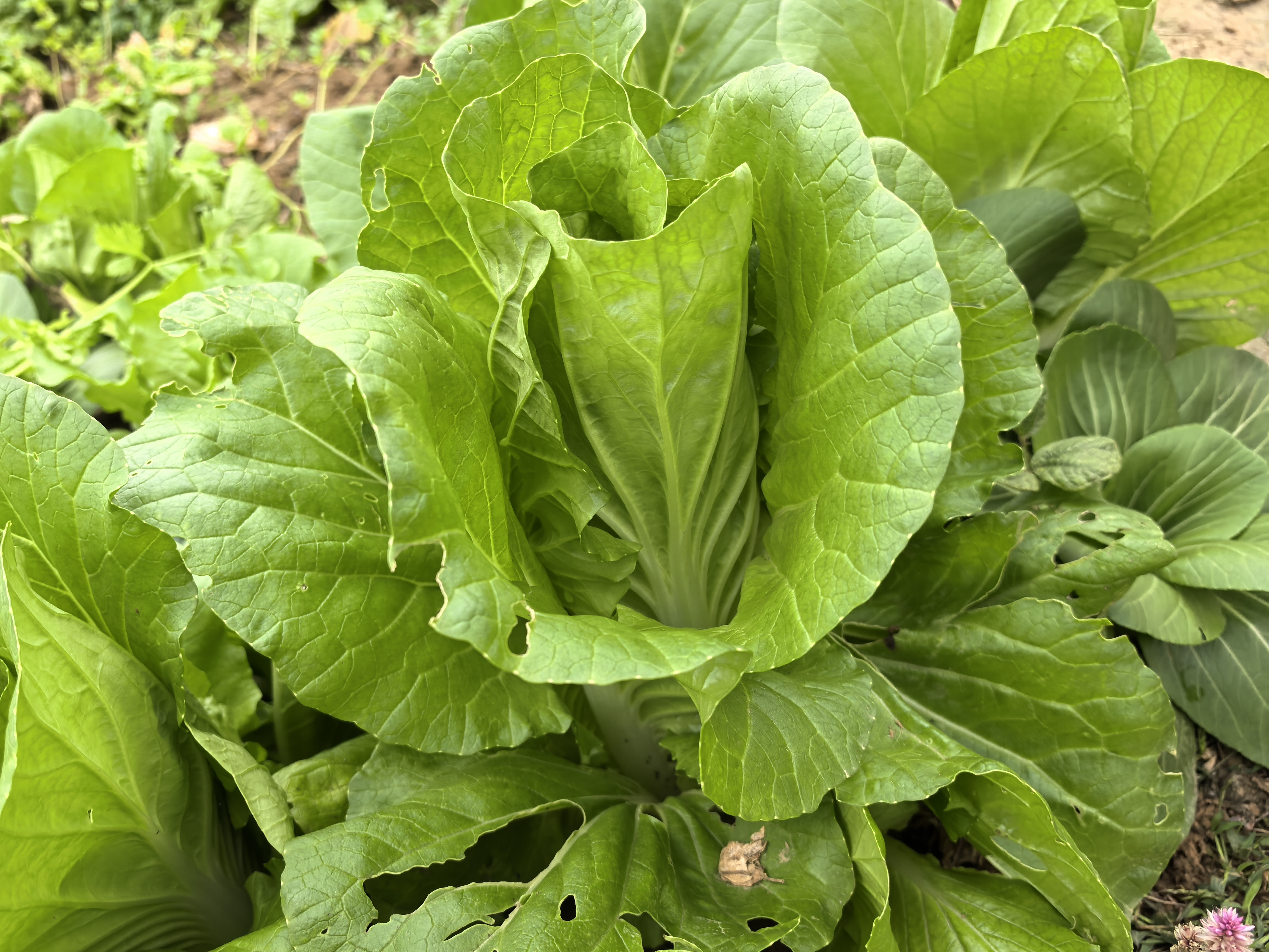 7分钟科普:大白菜_(2025全新上线)