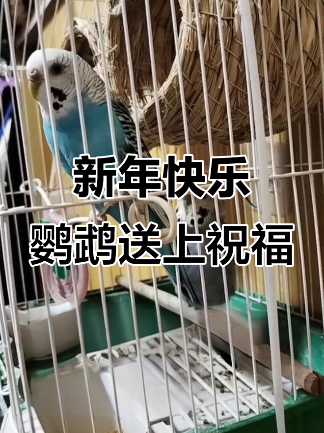 App Store 上的鸟语翻译器