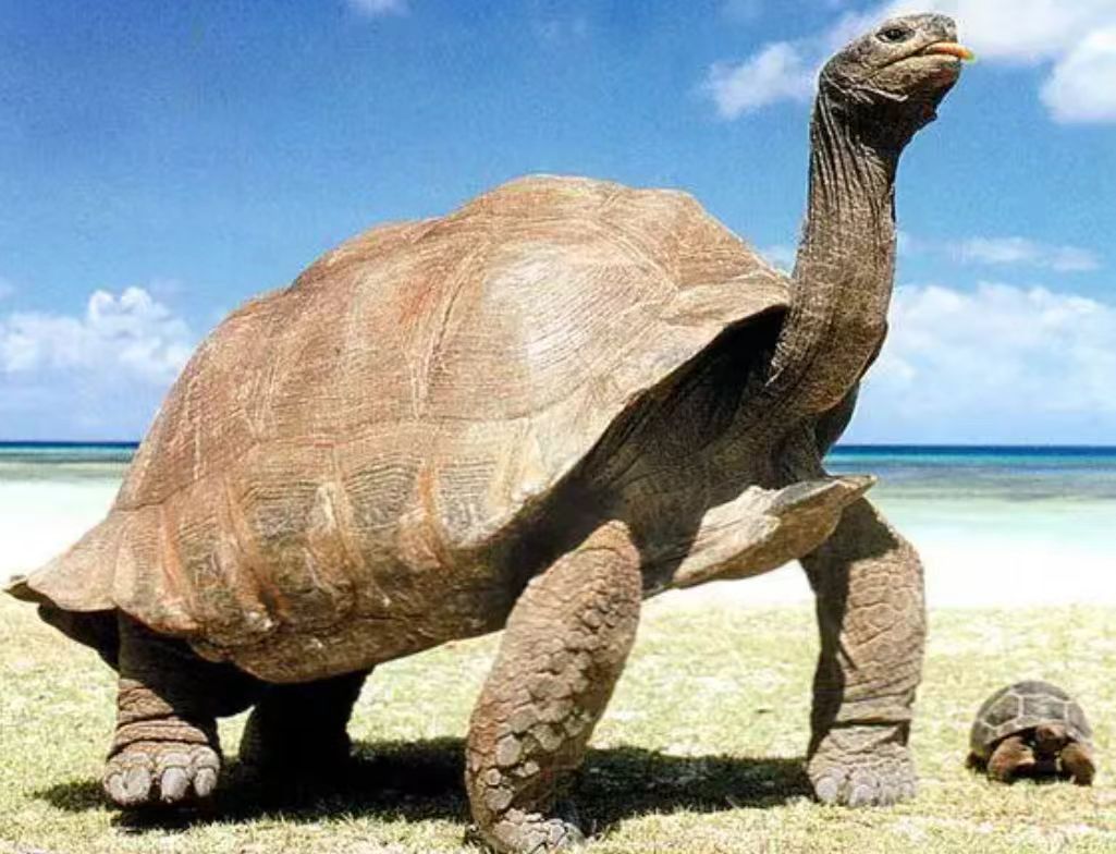 我来告诉大家奋斗龟-2025全新上线