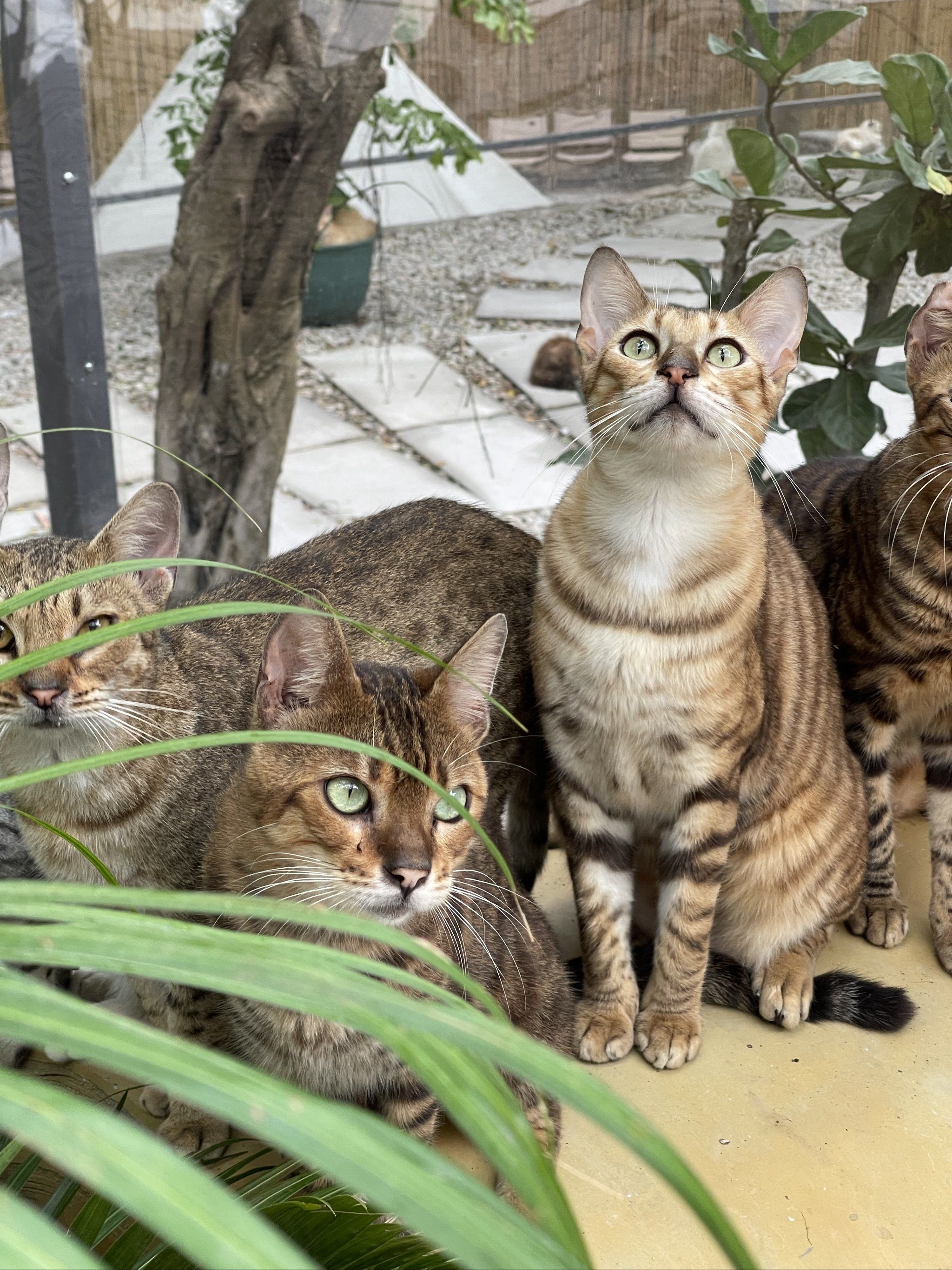 猫咪森林app下载-猫咪森林官方中文版下载