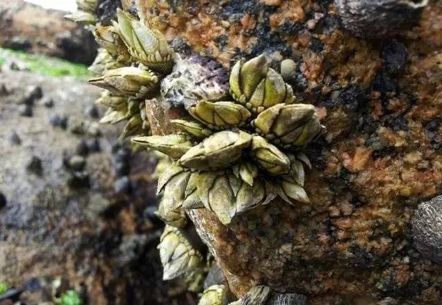 Barnacle英文app下载-Barnacle英文下载