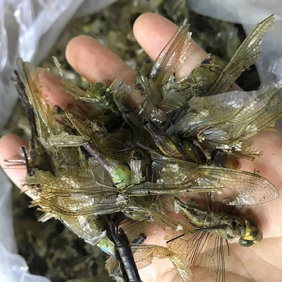 🎁绿蜻蜓-绿蜻蜓官方中文版下载