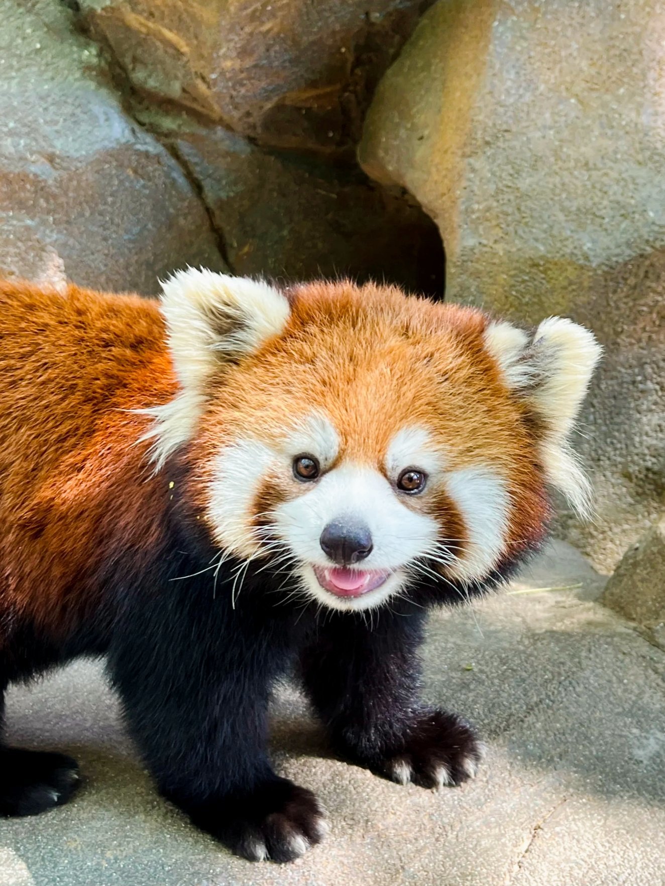 🔥熊猫DJ官方下载安装最新版-熊猫DJ2025最新版本下载V.862.35