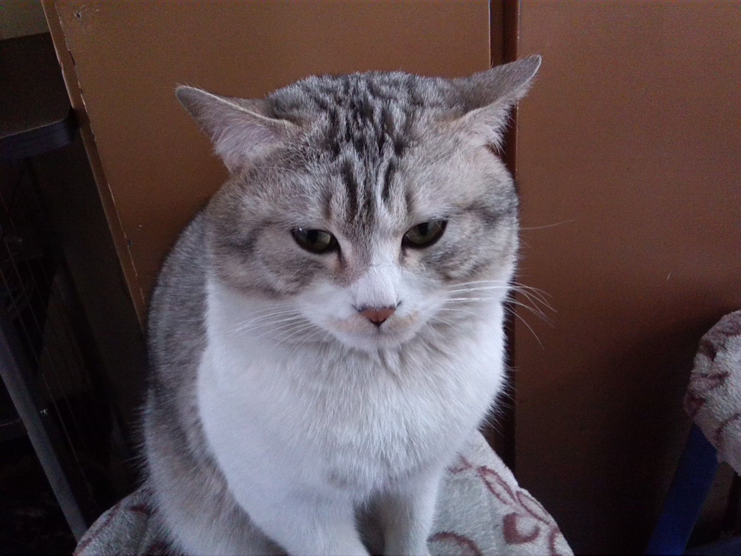 老朋友科普:LaneCat网猫-2025全新上线