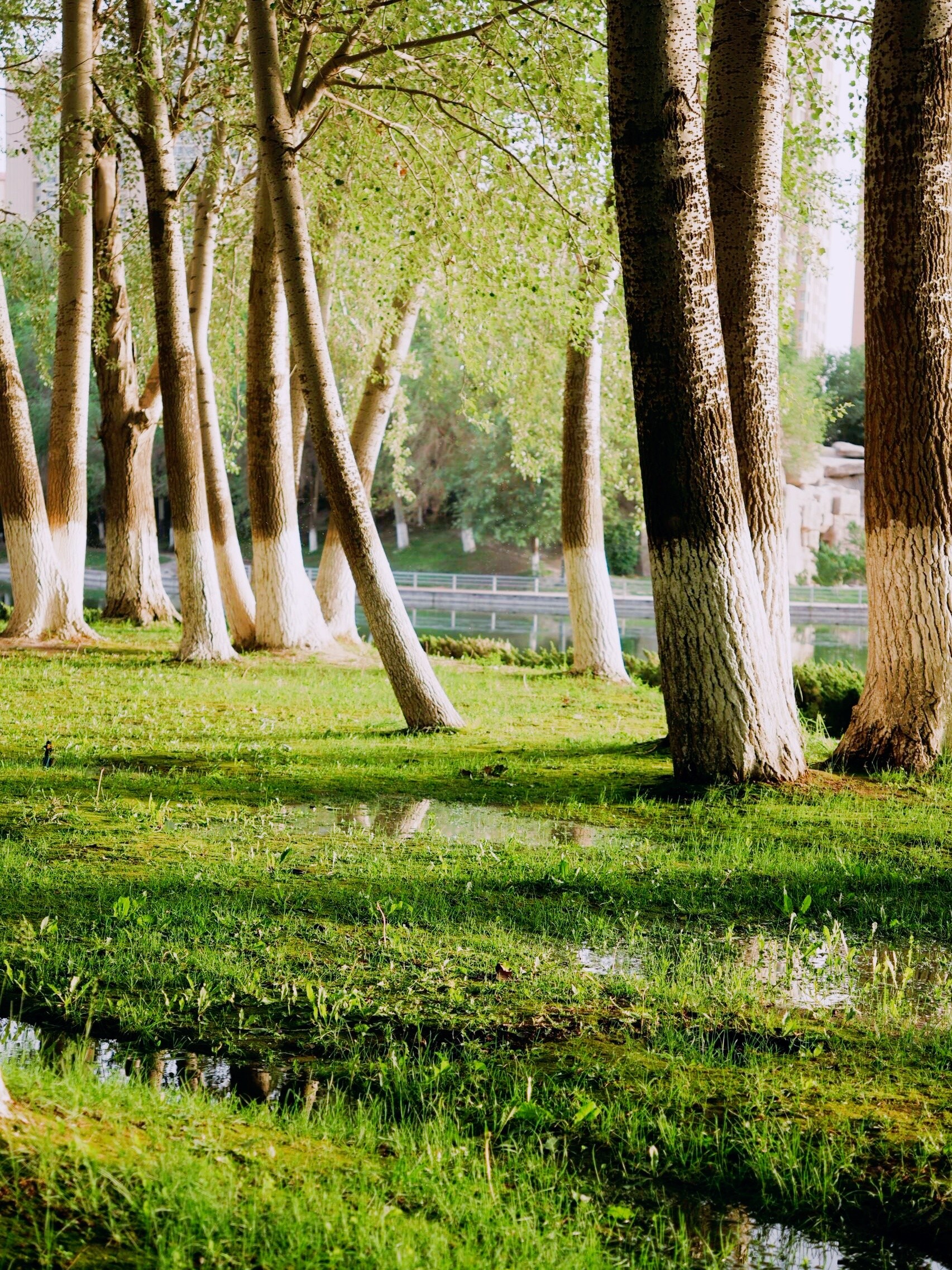 (6分钟速解)我的绿洲(2025汇总)