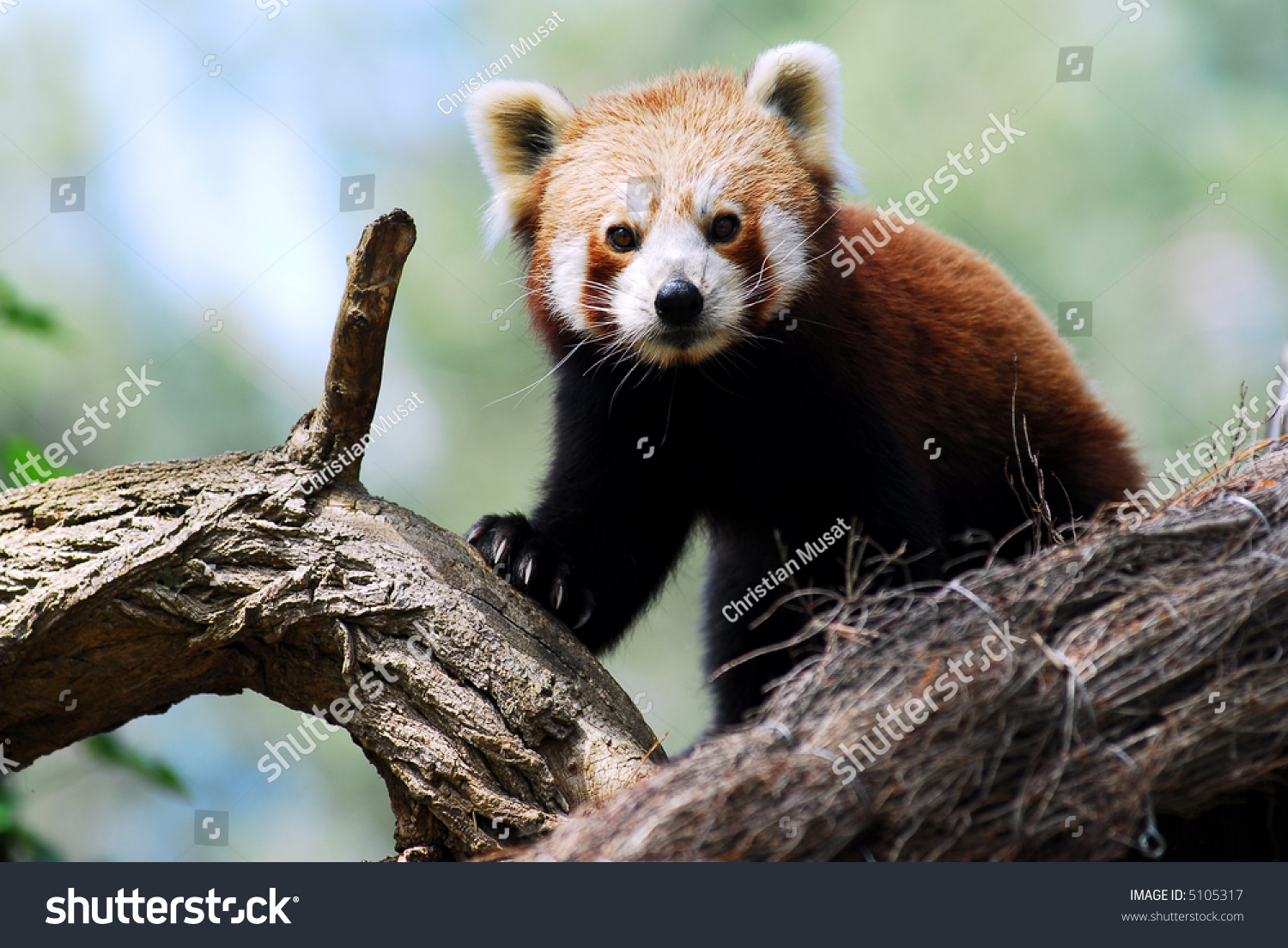 PandaAntivirusMAC下载