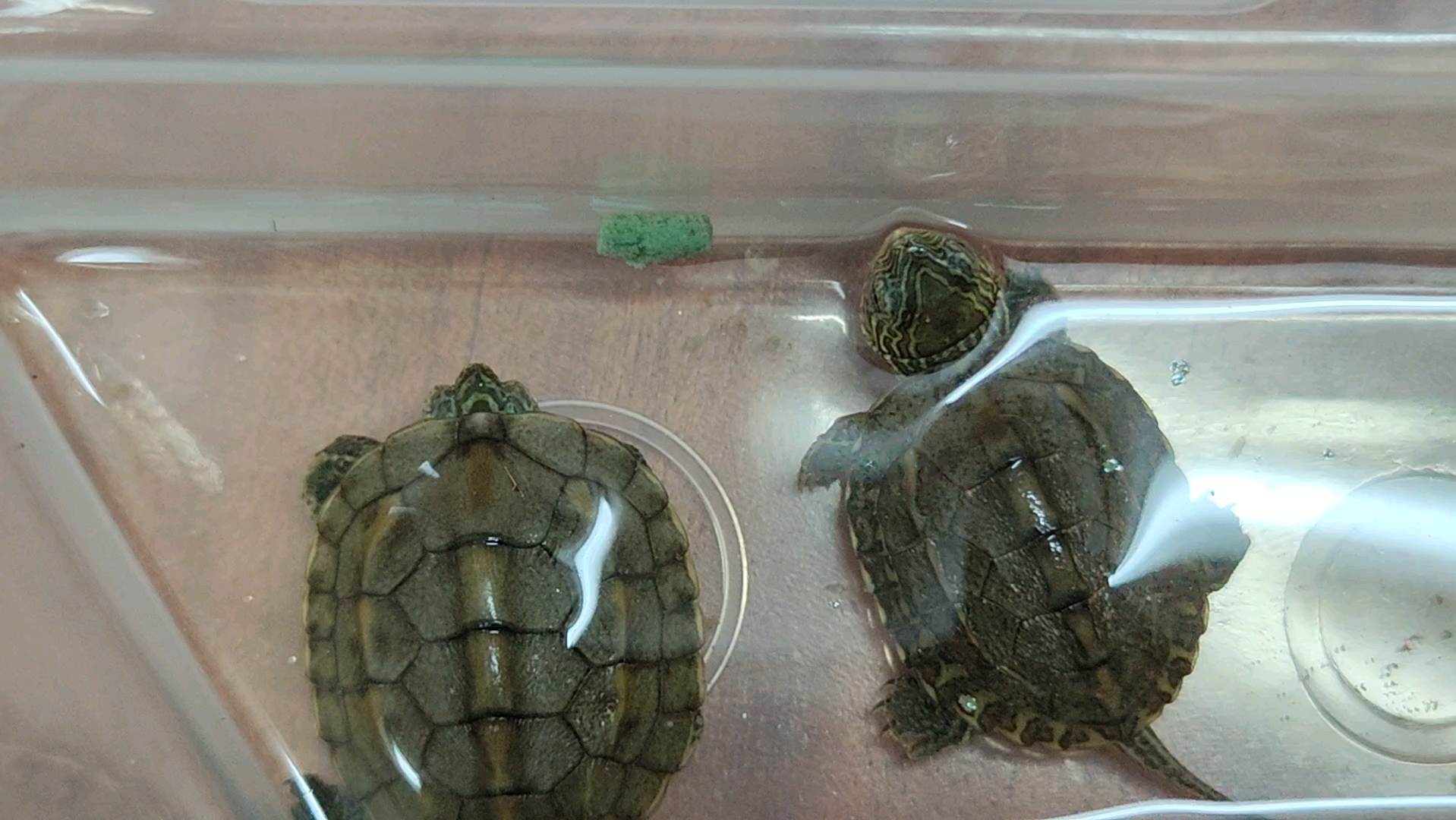 🌋小乌龟视频下载-小乌龟视频app2025最新版V.901.15