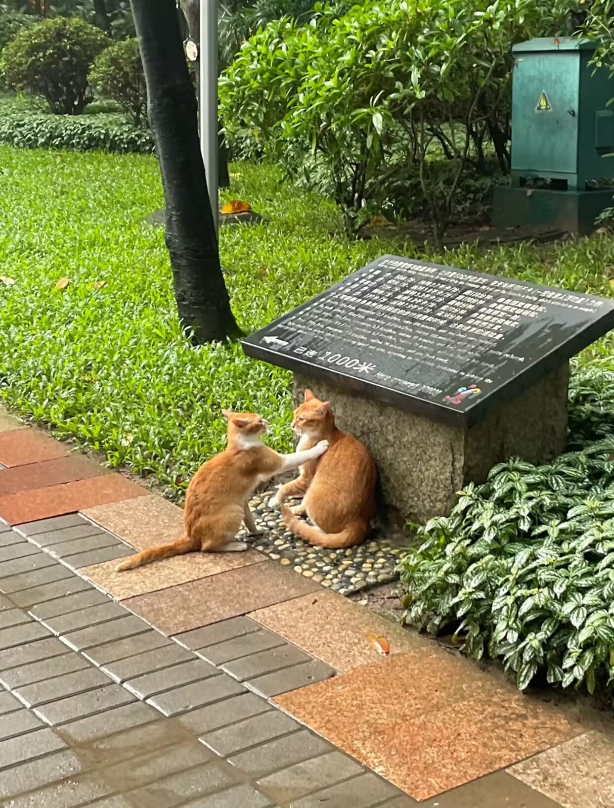 🌍萌猫公园官方下载安装-萌猫公园下载