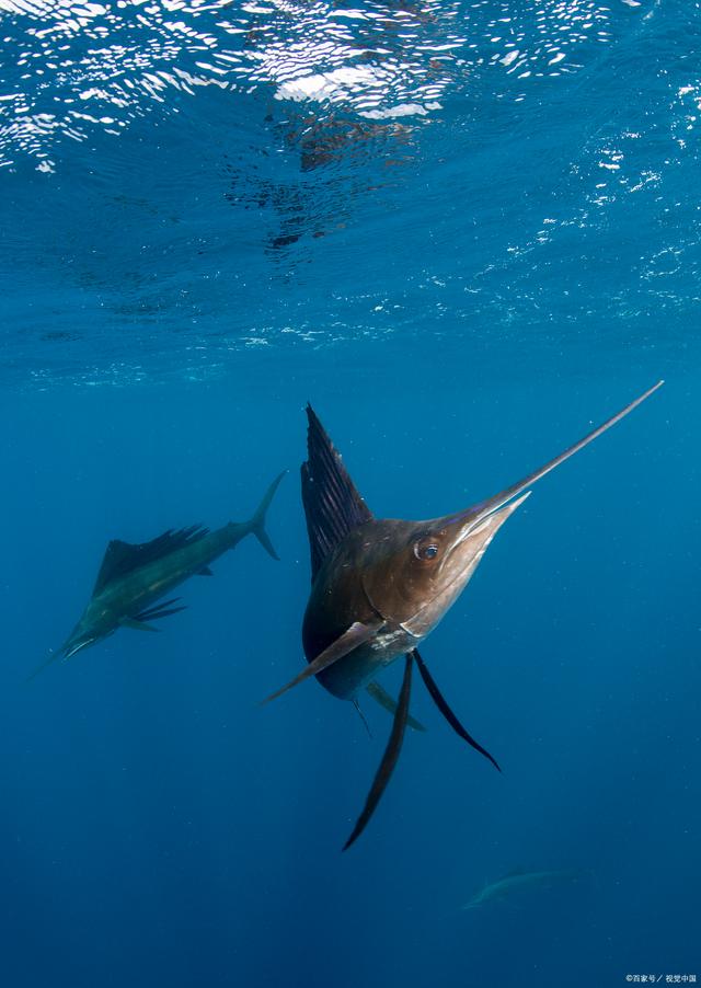 剑鱼标讯app下载安装-剑鱼标讯官方正版0.2.7最新版