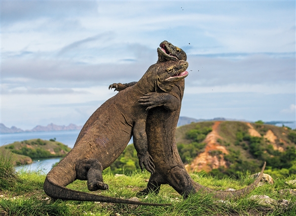 (2025最新)科摩多龙浏览器-网易新闻(2025更新)