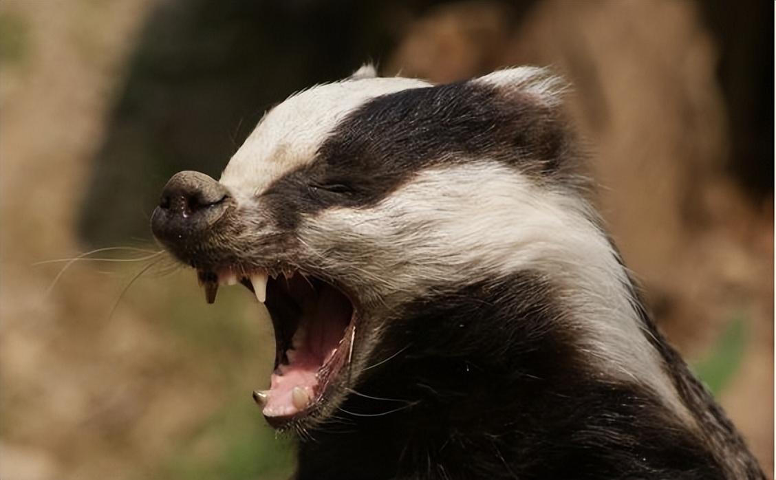 大商天狗下载-大商天狗2025最新版N.376.16