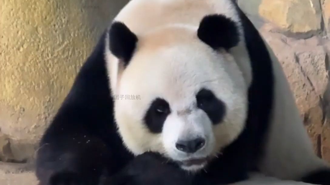 (7分钟速学)熊猫直播-今日汇总