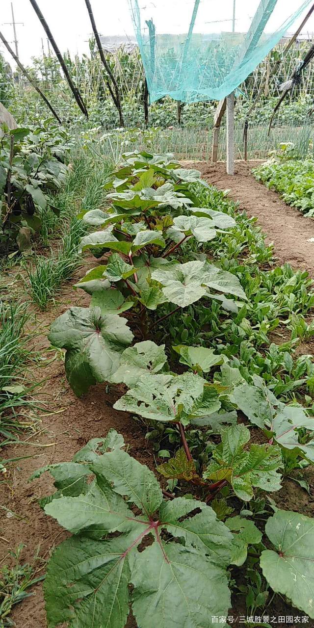 🏝一亩田-一亩田app免费下载安装