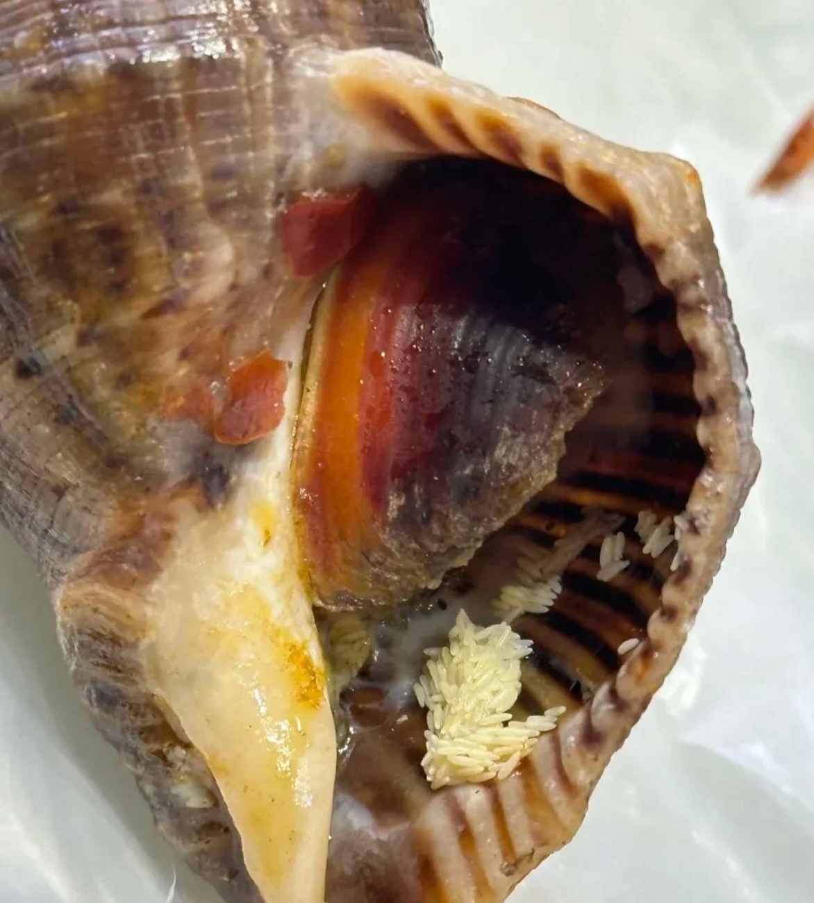 🧧海螺问问官方下载安装最新版-海螺问问app下载V.878.37