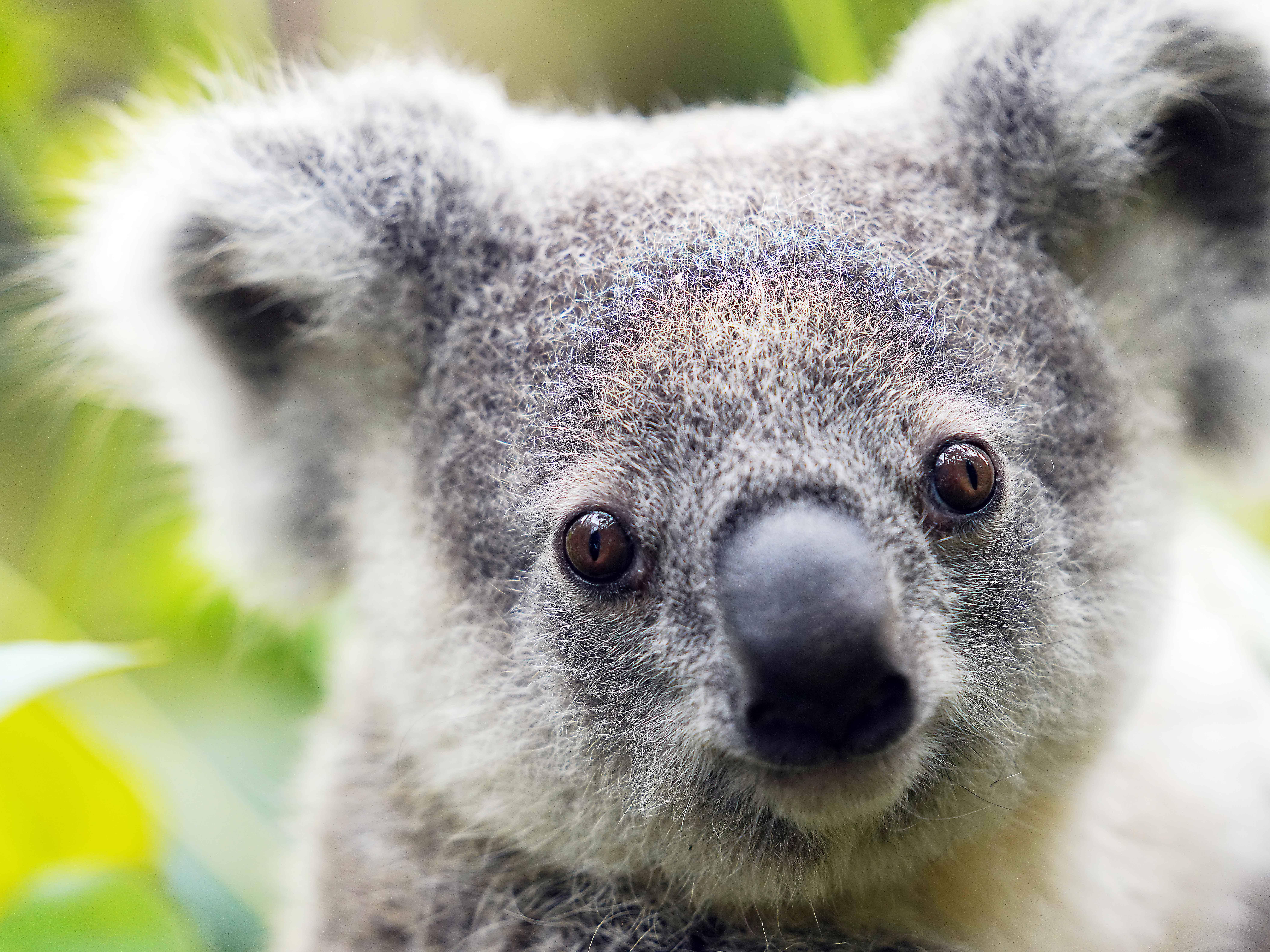 考拉IMapp下载-考拉IMapp免费下载安装