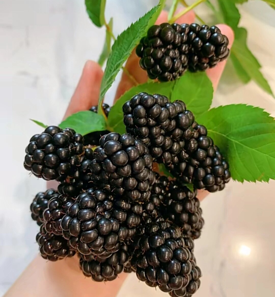 微信黑莓版下载最新版-微信黑莓版2.0安卓版